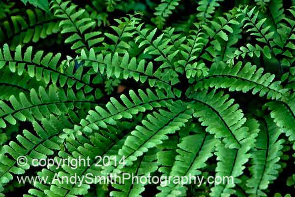 Northern Maidenhair Fern